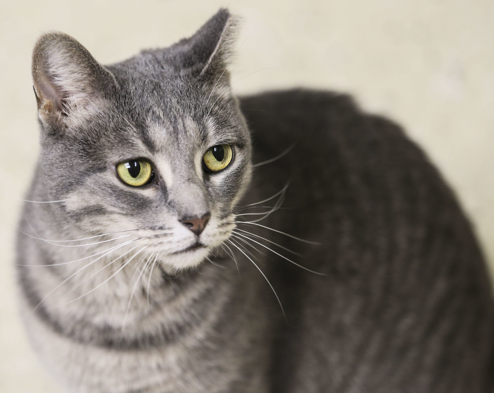 032420-qc-nws-animalshelters-04.JPG